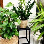 005 - Fido S Plant Stand