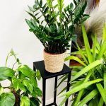 006 - Fido M Plant Stand